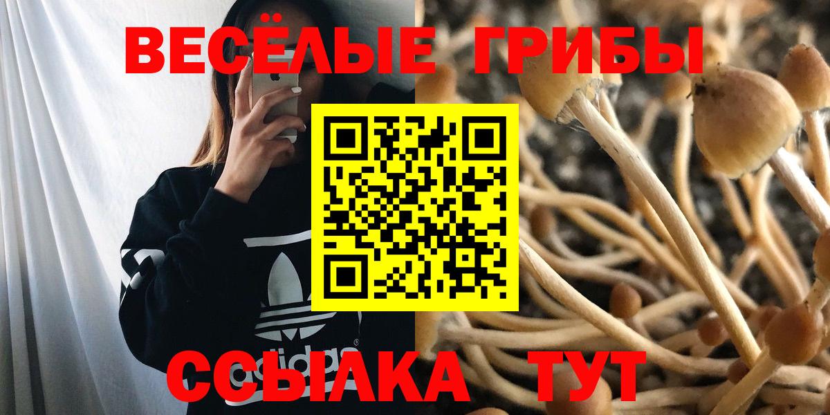 Псилоцибиновые грибы Cubensis  Вход с VPN  Таганрог 